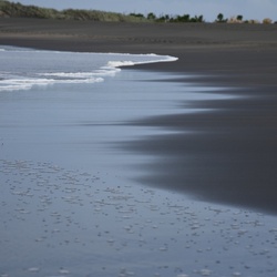 2017-03 New Zealand/Auckland Centenial Park/DSC_0083.JPG